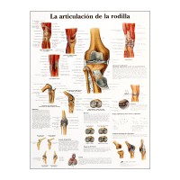 Grafico anatomico: articolazione del ginocchio